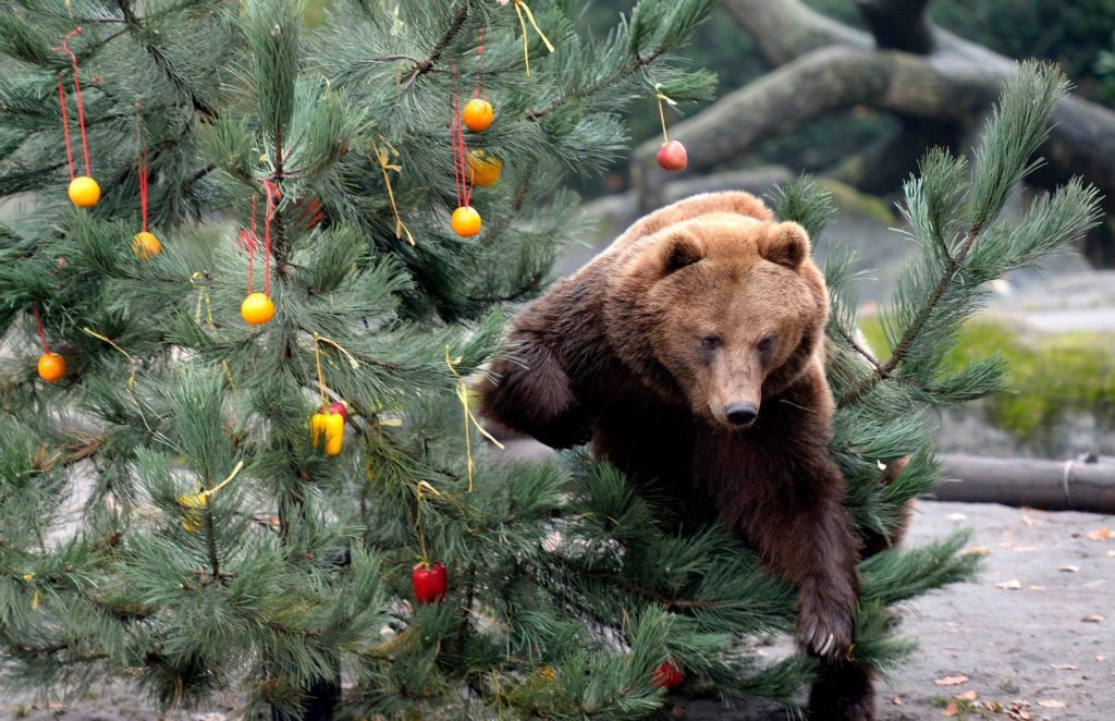 Vánoce v ZOO je atraktivní nejen pro děti ale také pro dospělé.